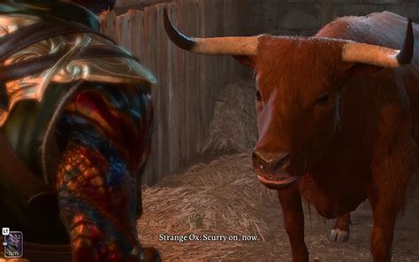 baldurs gate 3 cow|should i kill strange ox.